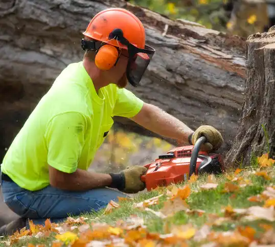 tree services Spanish Lake